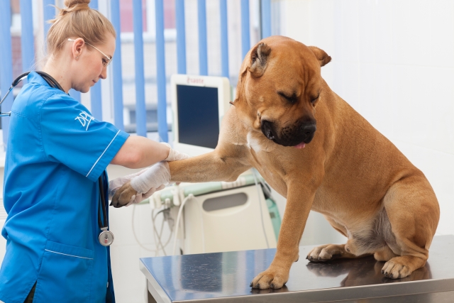竜そば犬のケガの原因や片足がない理由も考察！