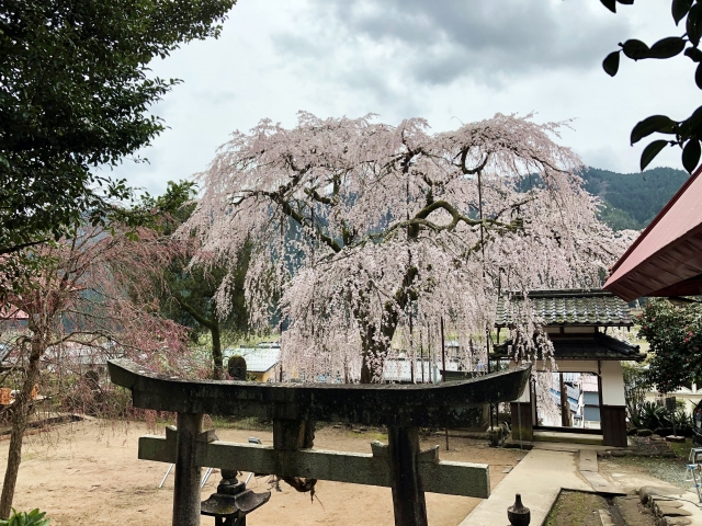 ガンニバルドラマのロケ地は養父市のどこ？供花村や襲われたシーンの撮影場所も紹介！